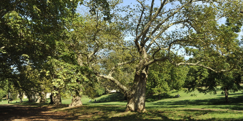Villa Borghese, la Valle dei Platani