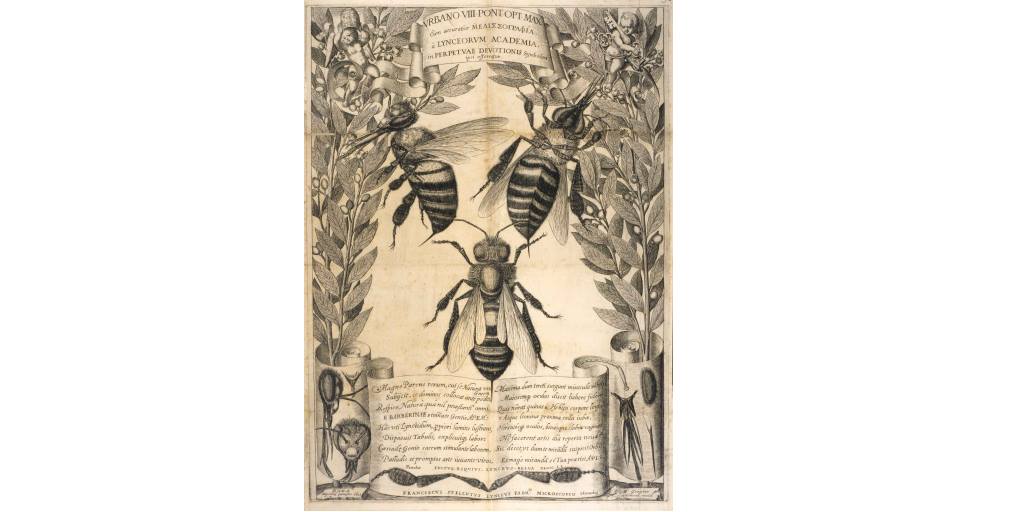 Matthias Greuter, Melissographia  via  https://www.museogalileo.it/it/biblioteca-e-istituto-di-ricerca/progetti/mostre-virtuali/396-federico-cesi-apiarium-e-melissographia-it.html
