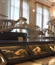 Salone degli scheletri