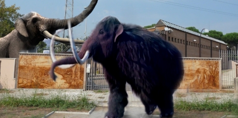 Elefanti contro mammuth