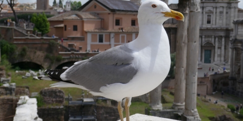 Gabbiano reale al Foro Romano