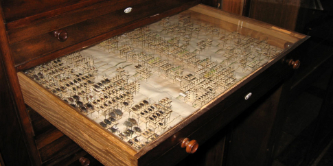 Collezione Rasetti_1050