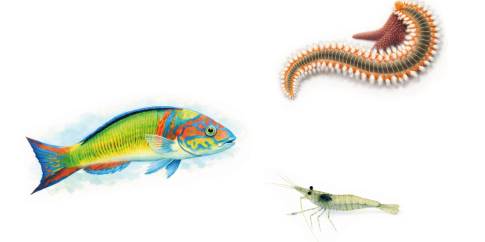 Ventimila specie (o quasi) sotto il mare. Viaggio nella biodiversità del Mediterraneo, tra dune, abissi e alieni