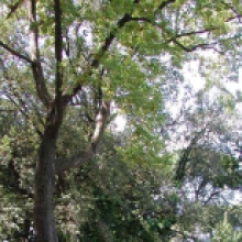 Foto di un albero di canfora (Cinnamomum canfora)